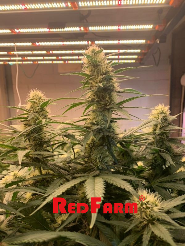 900W 1000W UV IR LED Grow Light IP65 Untuk Pertanian Aeroponik 5